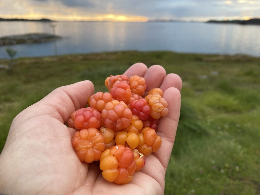 Molter Rangsyndøya